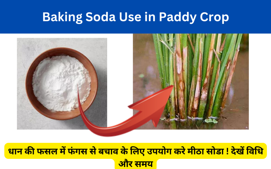 Baking Soda Use in Paddy Crop