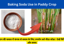 Baking Soda Use in Paddy Crop