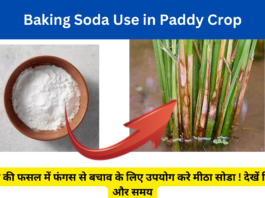 Baking Soda Use in Paddy Crop