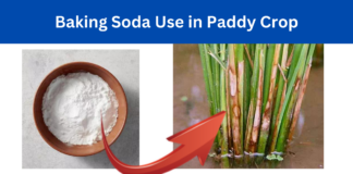 Baking Soda Use in Paddy Crop