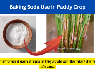 Baking Soda Use in Paddy Crop