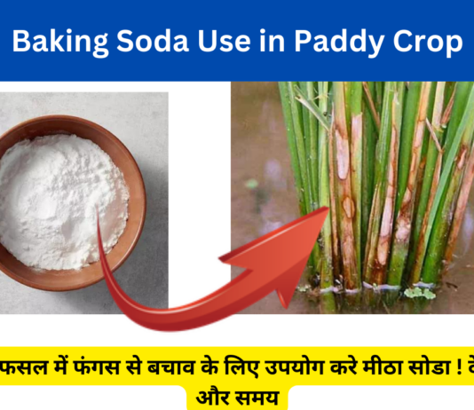 Baking Soda Use in Paddy Crop