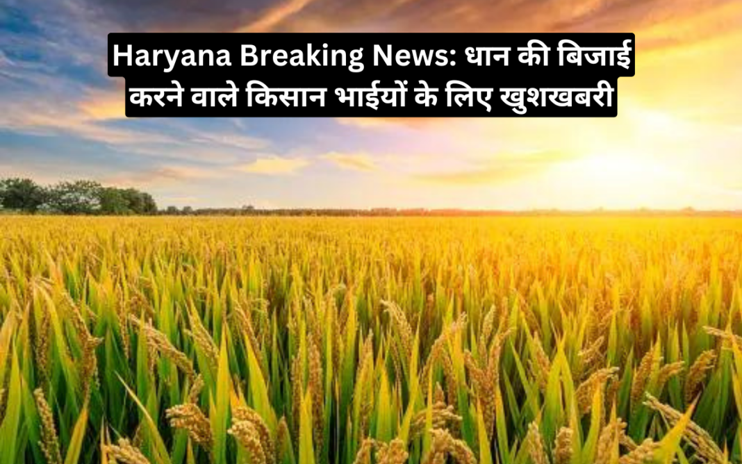 Haryana Breaking News Paddy Crops