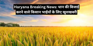 Haryana Breaking News Paddy Crops