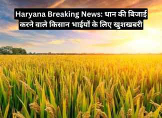 Haryana Breaking News Paddy Crops